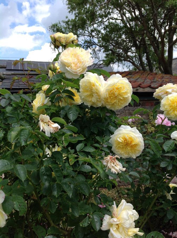 Orchard Cottage, Clematis Cottages, Stamford. Accessible Luxury Home. 외부 사진